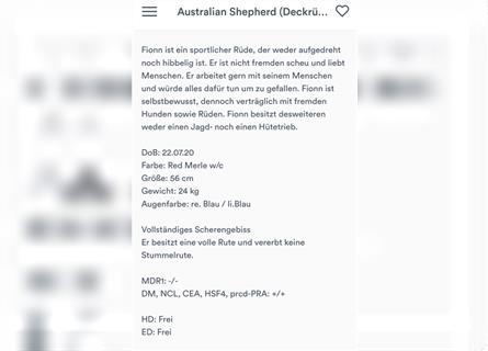 Australian Shepherd Welpe Rüde