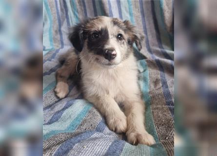 Hübsche ,kinderliebe und verspielte Border Collie x Collie Welpen