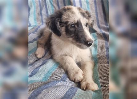 Hübsche ,kinderliebe und verspielte Border Collie x Collie Welpen