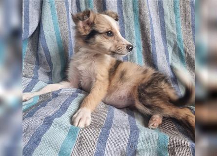 Hübsche ,kinderliebe und verspielte Border Collie x Collie Welpen