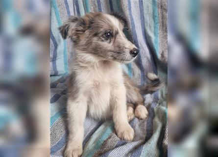 Hübsche ,kinderliebe und verspielte Border Collie x Collie Welpen