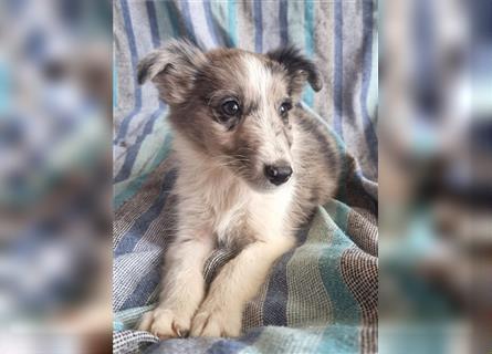 Hübsche ,kinderliebe und verspielte Border Collie x Collie Welpen