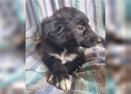 Hübsche ,kinderliebe und verspielte Border Collie x Collie Welpen