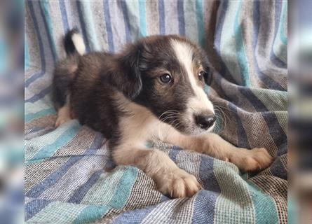 Hübsche ,kinderliebe und verspielte Border Collie x Collie Welpen