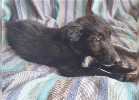 Hübsche ,kinderliebe und verspielte Border Collie x Collie Welpen