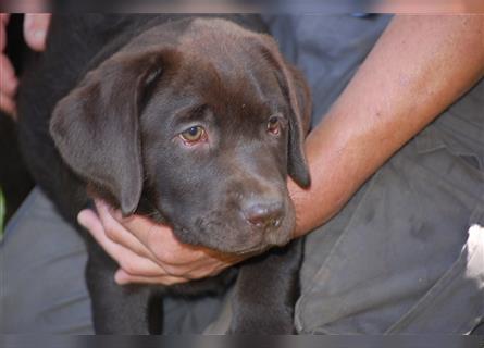 Labradormädchen aus Paulas Wurf