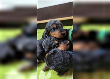 Airedale Terrier Welpen