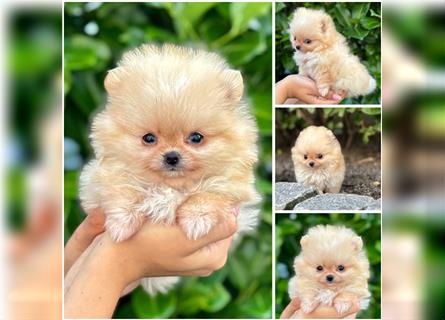 Pomeranian (Zwergspitz) 100% Teddy