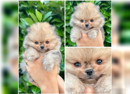 Pomeranian (Zwergspitz) 100% Teddy