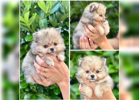 Pomeranian (Zwergspitz) 100% Teddy