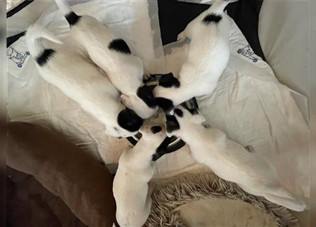 Fünf süße Jack Russell Terrier