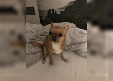 Chihuahua, der neues Zuhause sucht