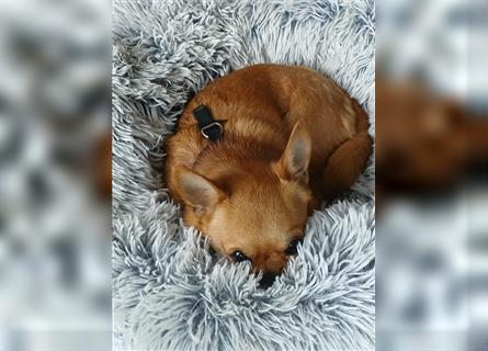 Chihuahua, der neues Zuhause sucht