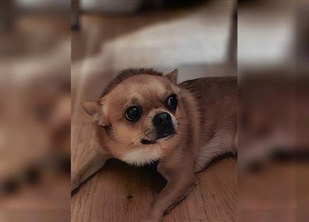 Chihuahua, der neues Zuhause sucht