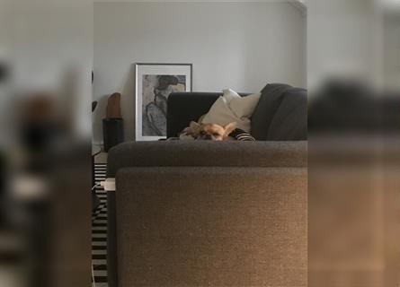 Chihuahua, der neues Zuhause sucht