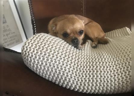 Chihuahua, der neues Zuhause sucht