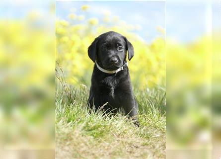 Labrador Welpe Schwarz geb 13.03.24 abgabebereit liebevolle Hausaufzucht