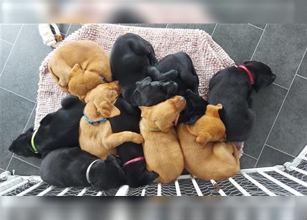 Labrador Welpe Schwarz geb 13.03.24 abgabebereit liebevolle Hausaufzucht