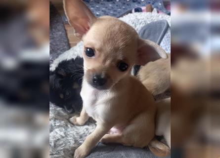 Wunderschöne Chihuahua Welpen abzugeben