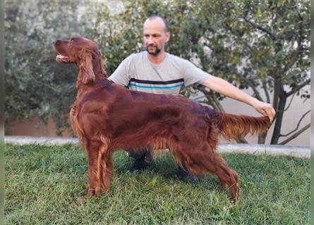 Irish setter Welpen