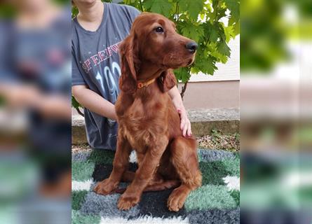 Irish setter Welpen