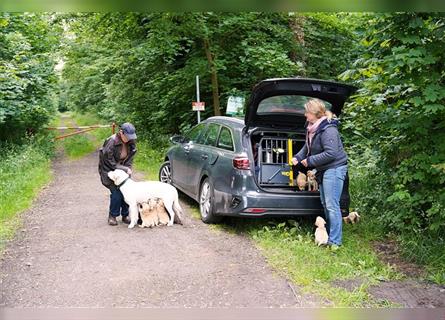 Labradorwelpen Beige aus professioneller Zucht