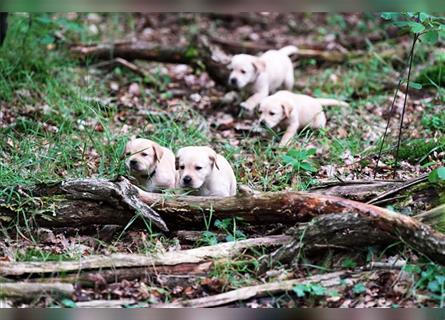 Labradorwelpen Beige aus professioneller Zucht