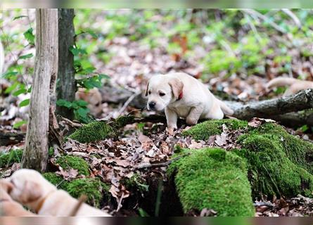 Labradorwelpen Beige aus professioneller Zucht