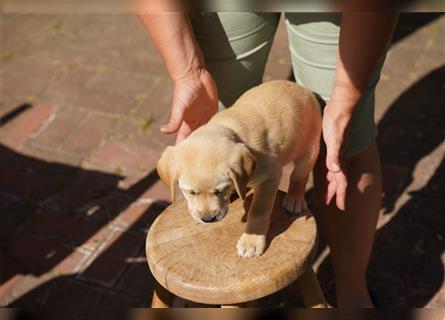 Labradorwelpen Beige aus professioneller Zucht