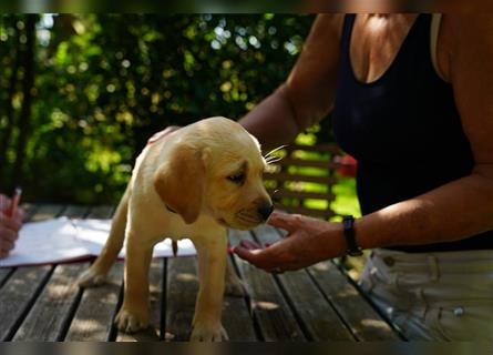 Labradorwelpen Beige aus professioneller Zucht