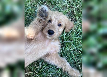 Mini Goldendoodle suchen liebevolles Zuhause