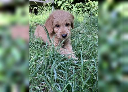 Mini Goldendoodle suchen liebevolles Zuhause