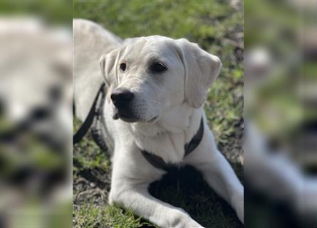 Labrador- Goldenretriever-Mixhündin 7 Monate
