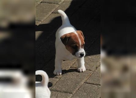 Jack Russell Terrier Welpe, 1 Rüde, reinrassig zu verkaufen