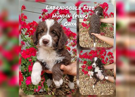 Labradoodle und Goldendoodle Mini/ Medium Welpen in verschiedenen Farben