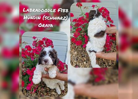 Labradoodle und Goldendoodle Mini/ Medium Welpen in verschiedenen Farben