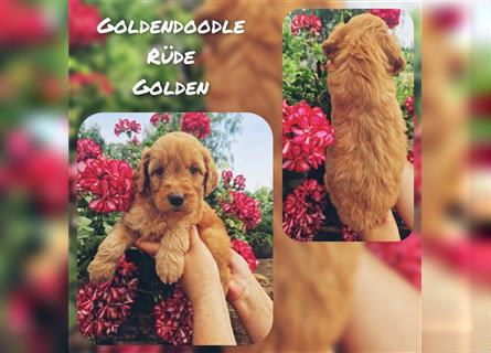 Labradoodle und Goldendoodle Mini/ Medium Welpen in verschiedenen Farben