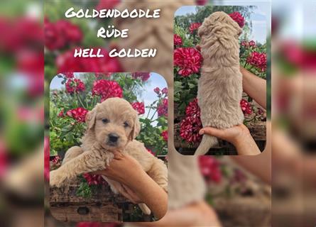 Labradoodle und Goldendoodle Mini/ Medium Welpen in verschiedenen Farben