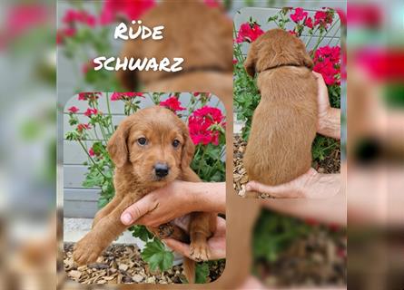 Labradoodle und Goldendoodle Mini/ Medium Welpen in verschiedenen Farben