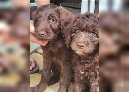 Wurfankündigung Labradoodle Welpen