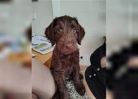 Wurfankündigung Labradoodle Welpen