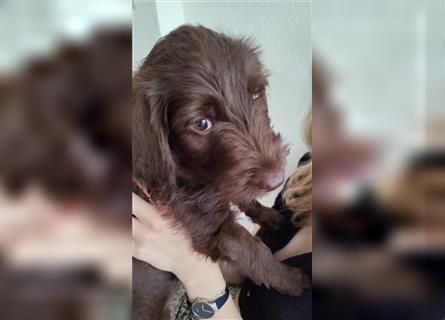 Wurfankündigung Labradoodle Welpen