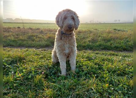 3 Labradoodle Welpen