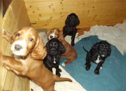 Irish Setter / Setterwelpen