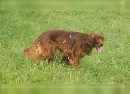 Irish Setter / Setterwelpen