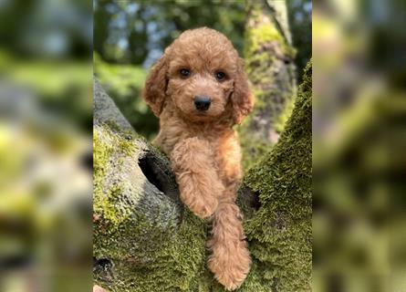 Wunderschöne gesunde mini Maltipoo Welpen! Apricot und crème farben