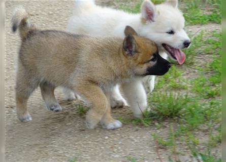 Wolfsschäferhunde (Sandros Leisha Dog) natürlich und robust