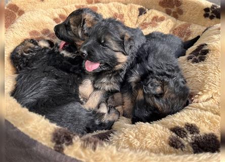 Welpen Deutscher Schäferhund Langstockhaar