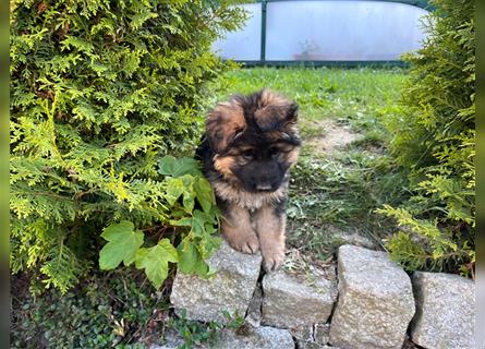 Welpen Deutscher Schäferhund Langstockhaar