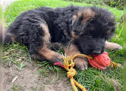 Welpen Deutscher Schäferhund Langstockhaar